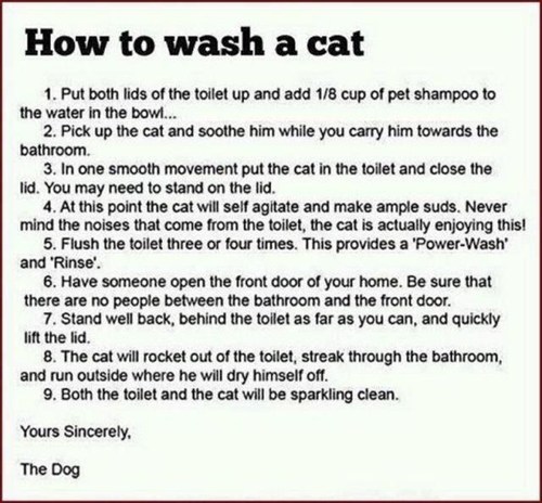 how to wash a dog