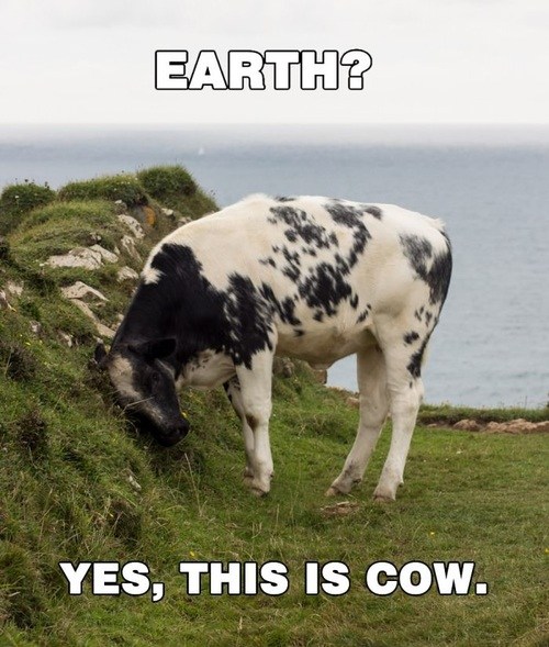 Animal Capshunz - cow - Funny animal pictures with captions | Animal