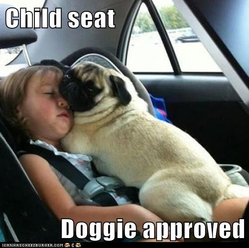 Child Seat - I Has A Hotdog - Dog Pictures - Funny pictures of dogs ...