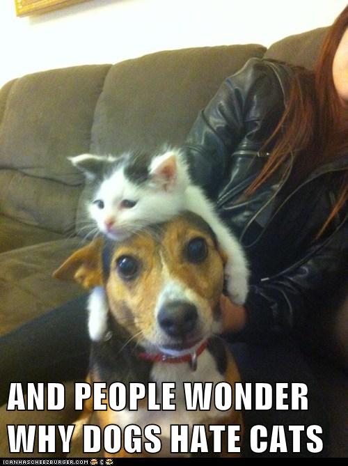 dog breeds that hate cats