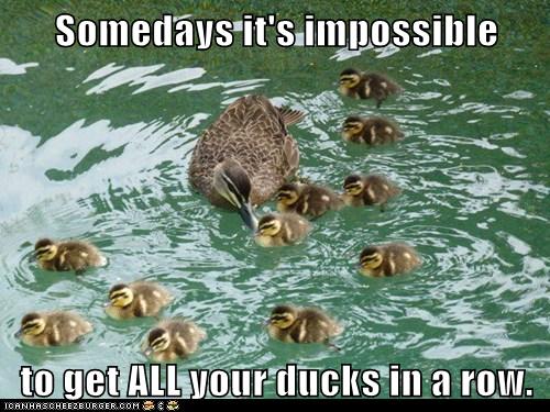 Animal Capshunz - ducks - Funny animal pictures with captions | Animal ...