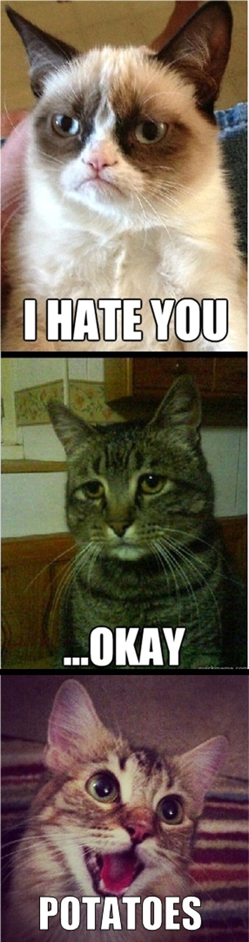 I Can Has Cheezburger Depressed Page 2 Funny Animals Online