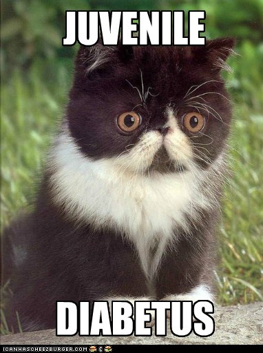 JUVENILE DIABETUS Lolcats Lol Cat Memes Funny Cats Funny Cat Pictures With Words On 