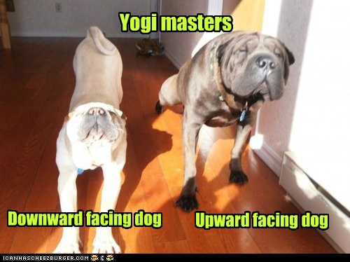 I Has A Hotdog - downward facing dog - Funny Dog Pictures | Dog Memes ...