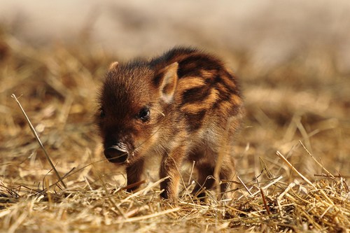 Baby Wild Boar Daily Squee Cute Animals Cute Baby