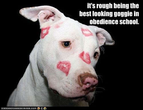 Pitbull best sale obedience school