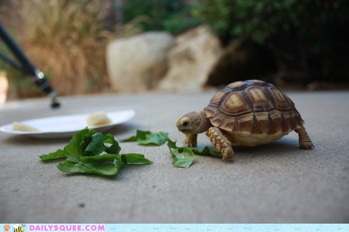 Reader Squee: Big Noms - Daily Squee - Cute Animals - Cute Baby Animals ...