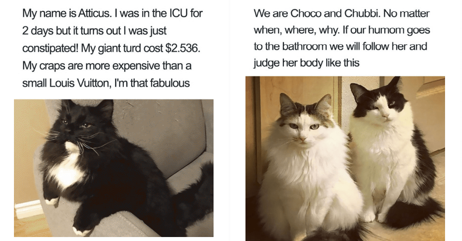 bad cats