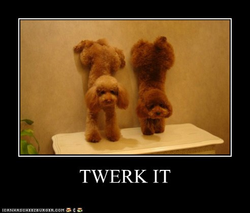 TWERK IT - I Has A Hotdog - Dog Pictures - Funny pictures of dogs - Dog Memes - Puppy