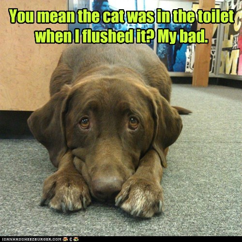 My bad - I Has A Hotdog - Dog Pictures - Funny pictures of dogs - Dog ...