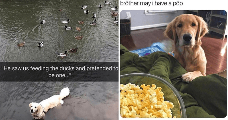 50 Cute & Funny Dog Memes That'll Get Your Tail Wagging - Memebase