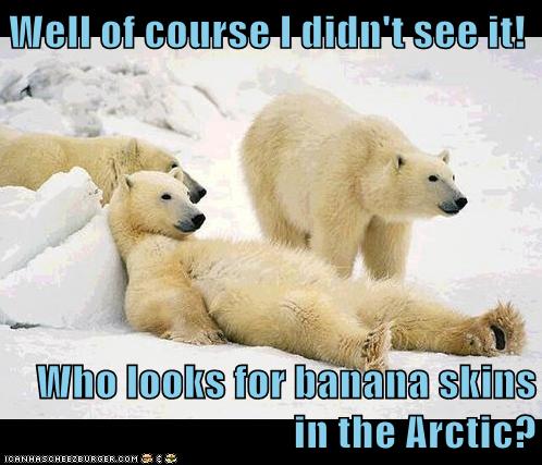 Animal Comedy - arctic - Animal Comedy - Animal Comedy, funny animals ...