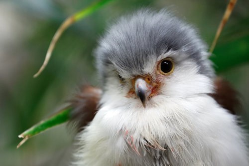 cute baby falcon