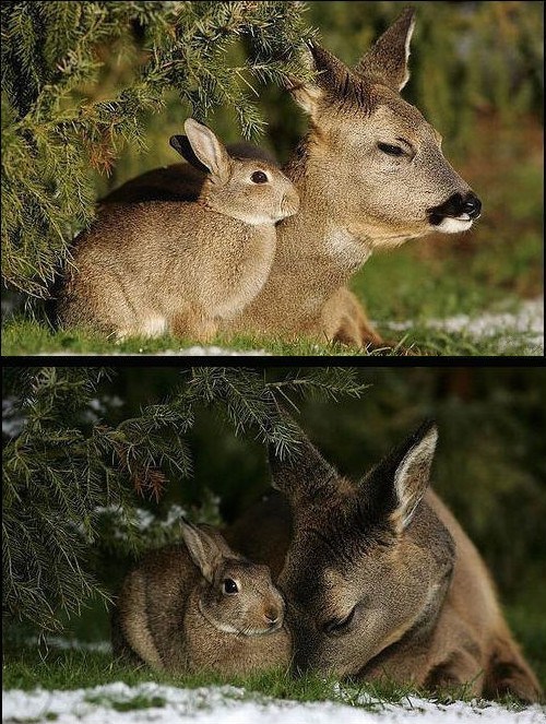 Interspecies Love: Rabbit and Deer - Daily Squee - Cute Animals - Cute ...