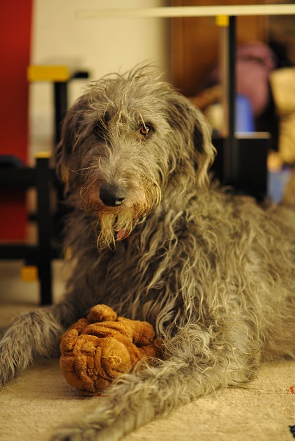 medieval hunting dog breeds