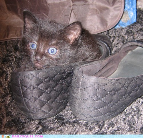 Reader Squee: If The Shoe Fits! - Daily Squee - Cute Animals - Cute