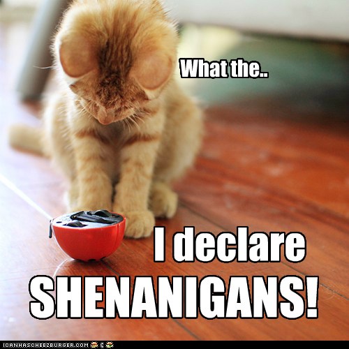 Lolcats shenanigans LOL at Funny Cat Memes Funny cat pictures