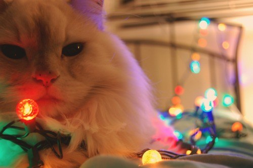 Cat eating outlet christmas lights