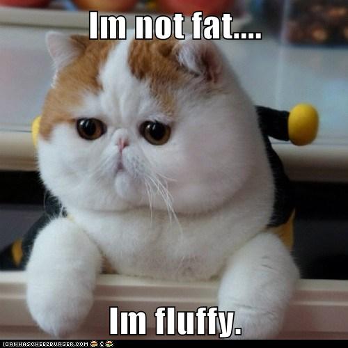 Im not  fat  Im fluffy Lolcats lol cat  memes 