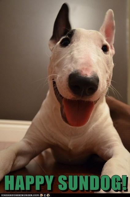 I Has A Hotdog - bull terrier - Page 2 - Funny Dog Pictures | Dog Memes