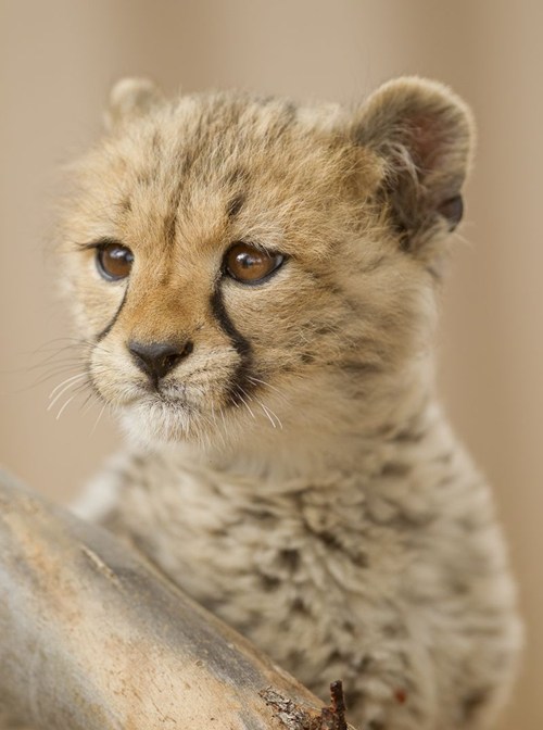 smiling baby cheetah
