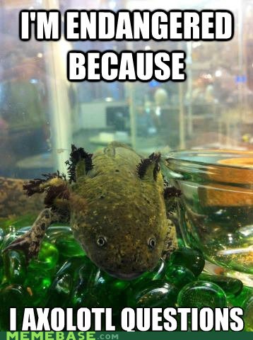 Searching Salamander - Memebase - Funny Memes