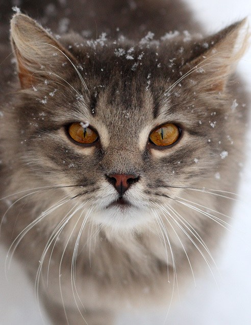 The 25 Days of Catmas: What is This Cold Stuff? I Don't Like It... - I ...