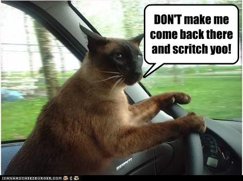 Lolcats - road trip - LOL at Funny Cat Memes - Funny cat pictures with