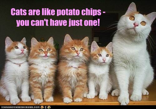 Cats are like potato chips - you can't have just one ...