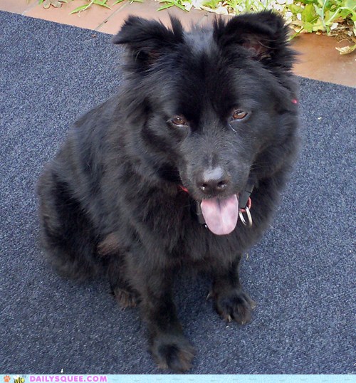 chow chow border collie mix