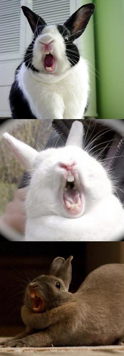 Bunday: Ahhhhhhh! - Daily Squee - Cute Animals - Cute Baby Animals ...