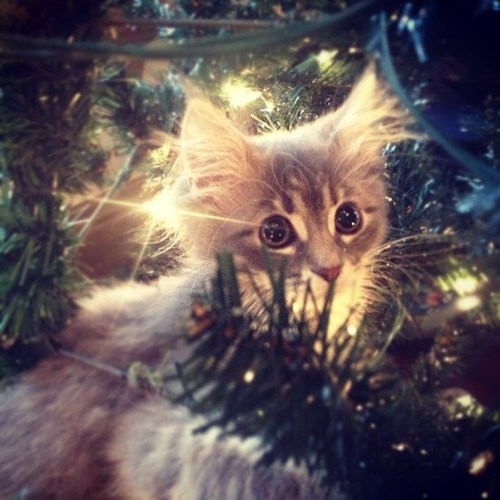 The 25 Days of Catmas: The Cat is Coming From *INSIDE* the Tree!!!! - I ...