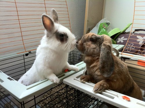 Bunday Goodnight Kiss Daily Squee Cute Animals Cute Baby