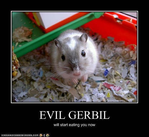 EVIL GERBIL - Cheezburger - Funny Memes | Funny Pictures