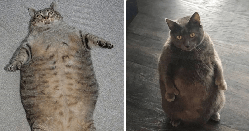 17 Thicc Kitties To Satisfy Your Caturday Urges - Memebase ...