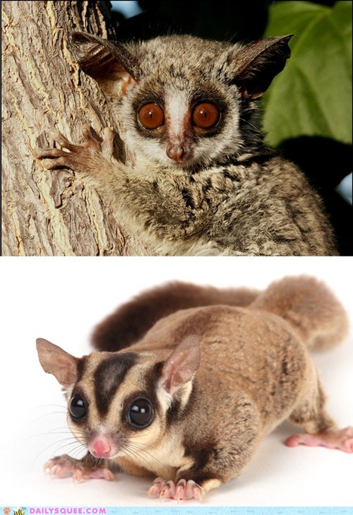 Squee Spree Galago Vs Sugar Glider Daily Squee Cute Animals Cute Baby Animals Cute Animal Pictures Animal Gifs Gif Animals