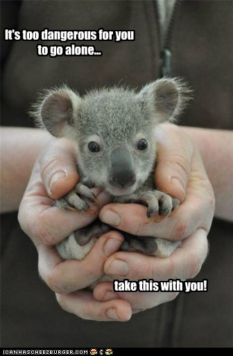 scary koala meme