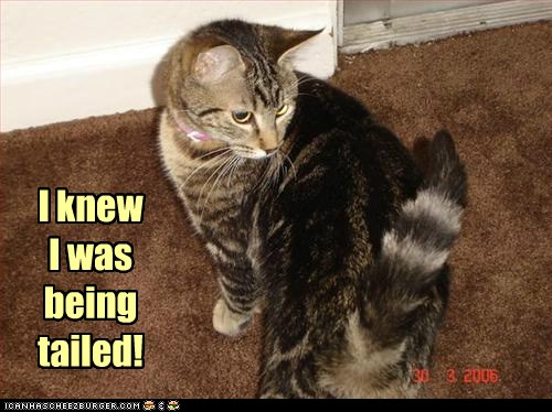 Lolcats - pun - Page 2 - LOL at Funny Cat Memes - Funny cat pictures