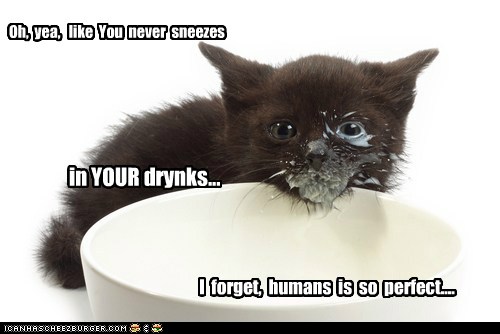 Lolcats - milk - Page 3 - LOL at Funny Cat Memes - Funny cat pictures