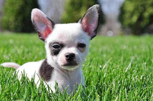 Cyoot Puppy ob teh Day: Tiny Chihuahua - I Has A Hotdog - Dog Pictures ...