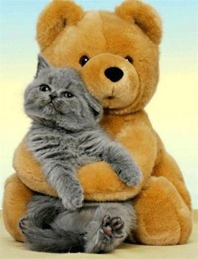 Cat cuddling teddy clearance bear