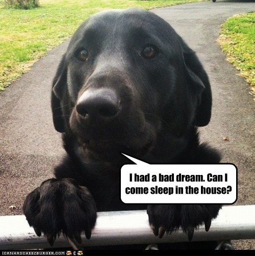 I Has A Hotdog - Black Lab - Page 4 - Funny Dog Pictures | Dog Memes