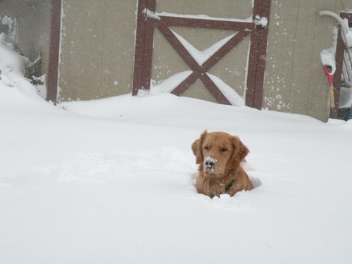 Look at This Dog of the Day - The Daily What - Daily Dose of WHAT?