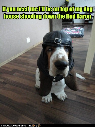 I Has A Hotdog - hat - Funny Dog Pictures, Dog Memes