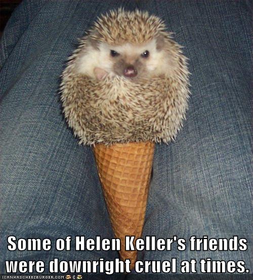 I Can Has Cheezburger? hedgehogs Page 5 Funny Animals Online