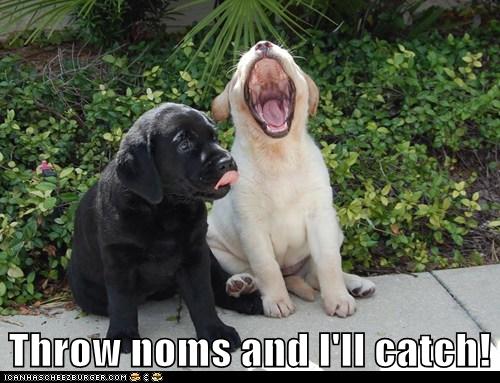 I Has A Hotdog - open mouth - Funny Dog Pictures | Dog Memes | Puppy