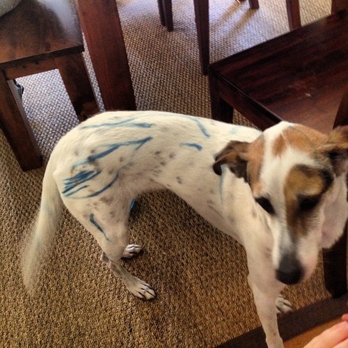 No Sweetie, We Don't Decorate the Dog Parenting crazy parenting