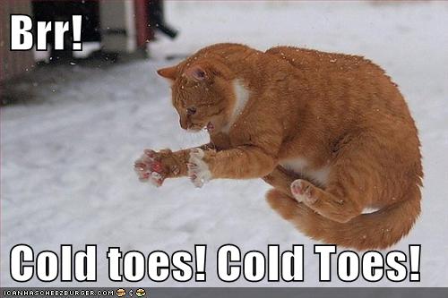 cat-snow-cold-funny-6966448896