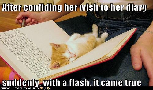 Wishes Really Do Come True Lolcats Lol Cat Memes Funny Cats Funny Cat Pictures With Words On Them Funny Pictures Lol Cat Memes Lol Cats