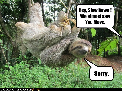 I Can Has Cheezburger? - slow down - Funny Animals Online - Cheezburger